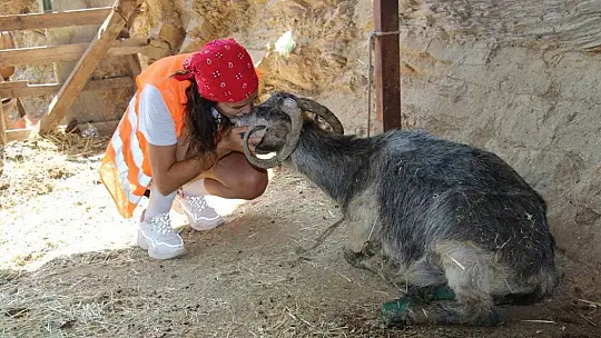 Orman yangınları keçilerin de psikolojisini bozdu