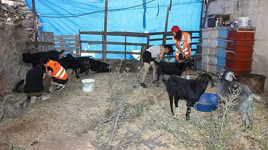 Orman yangınları keçilerin de psikolojisini bozdu