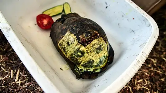 Orman yangınlarında zarar gören hayvanların yaraları sarılıyor