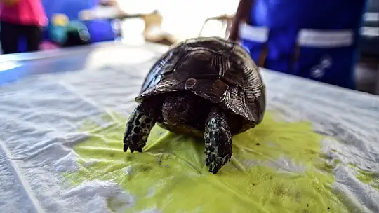 Orman yangınlarında zarar gören hayvanların yaraları sarılıyor