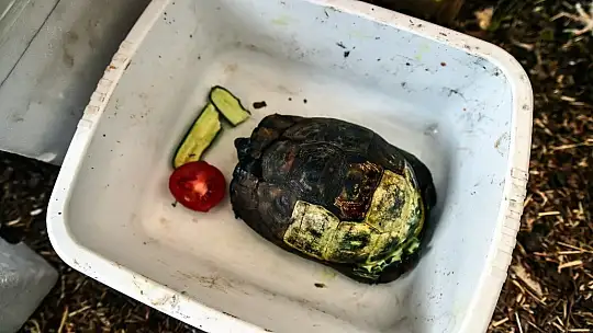 Orman yangınlarında zarar gören hayvanların yaraları sarılıyor