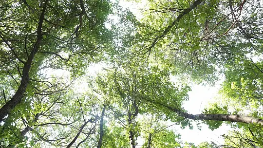 Ortaca Belediyesi sığla ağaçlarını koruma altına alıyor
