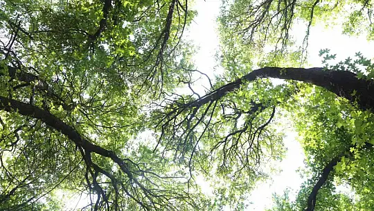 Ortaca Belediyesi sığla ağaçlarını koruma altına alıyor