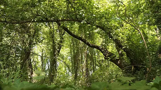 Ortaca Belediyesi sığla ağaçlarını koruma altına alıyor