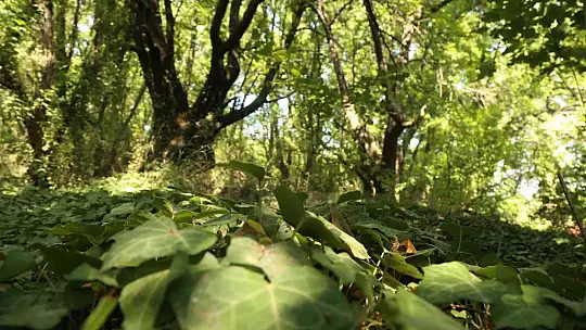 Ortaca Belediyesi sığla ağaçlarını koruma altına alıyor