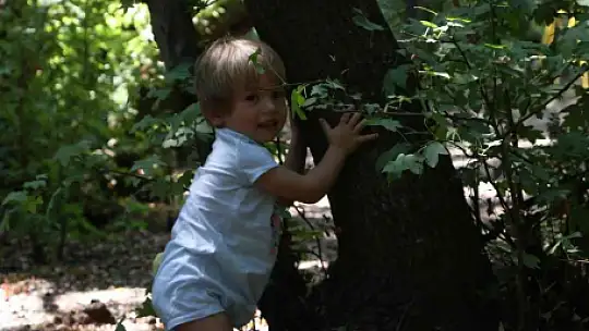 Ortaca Belediyesi sığla ağaçlarını koruma altına alıyor