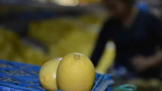 Ortaca'da narenciye üreticisi destek bekliyor