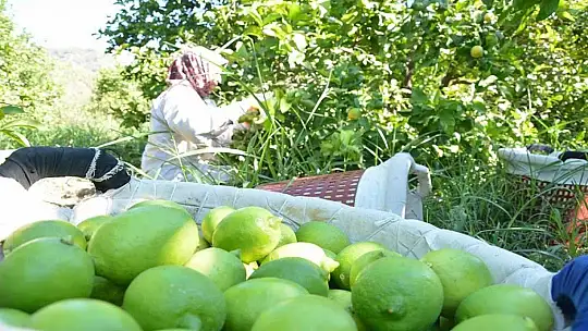 Ortaca'da narenciye üreticisi destek bekliyor