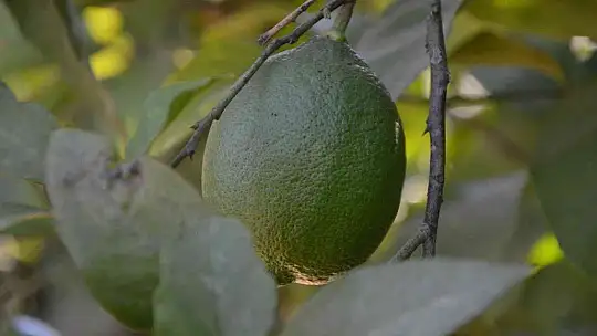 Ortaca'da narenciye üreticisi destek bekliyor