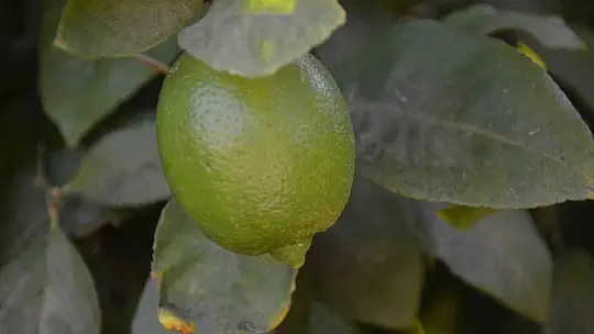 Ortaca'da narenciye üreticisi destek bekliyor