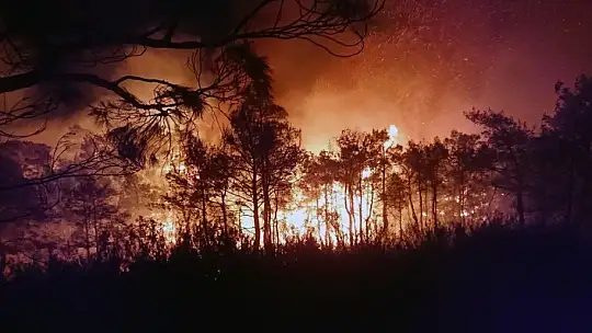 Pandemi döneminde 813 hektar alan yandı