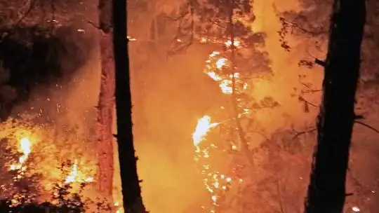 Pandemi döneminde 813 hektar alan yandı