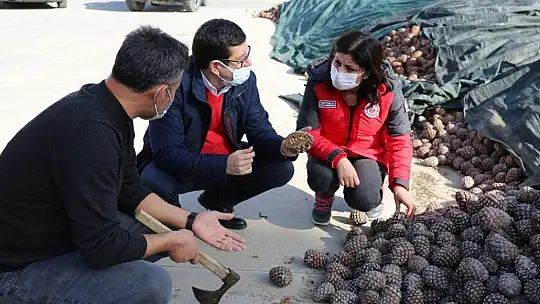 Pandemide tarımsal üretim arttı