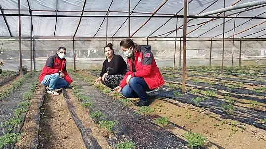 Pandemide tarımsal üretim arttı