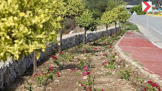 Peyzajda su tasarrufu hedefleniyor