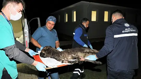 Rögara düşen Kadife için seferber oldular