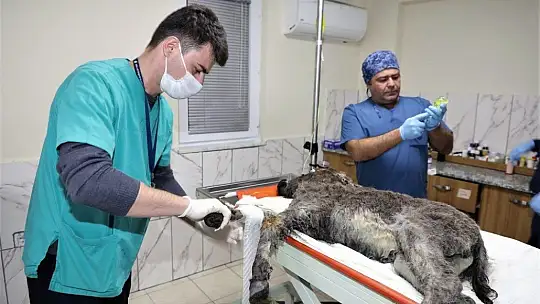 Rögara düşen Kadife için seferber oldular