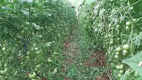 ÜRETİCİLERİN DİKKATİNE  ÇKS BAŞVURULARI BAŞLADI!