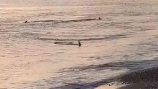 Sahile yaklaşan köpek balıkları böyle görüntülendi