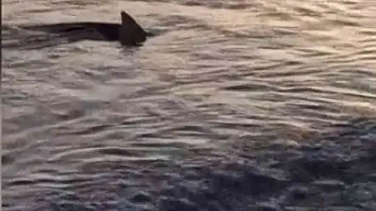 Sahile yaklaşan köpek balıkları böyle görüntülendi