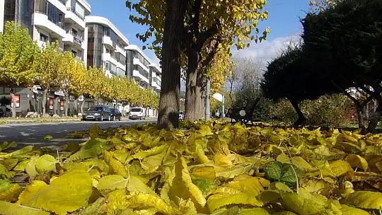 Sakin kent kedi ve köpeklere kaldı