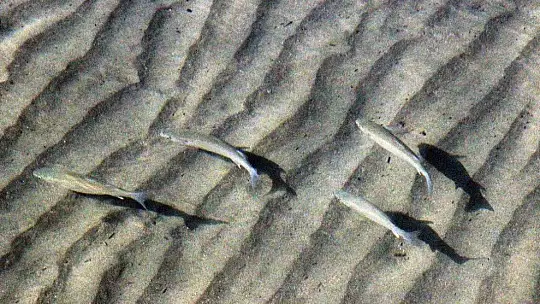 Sakin kent kedi ve köpeklere kaldı