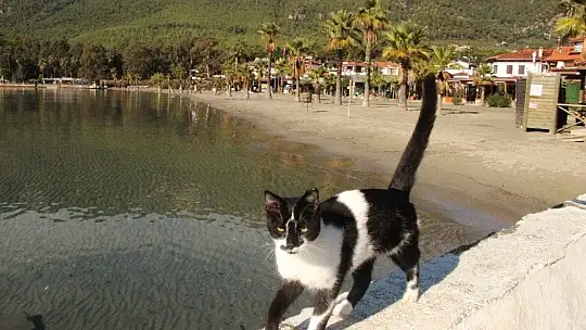 Sakin kent kedi ve köpeklere kaldı