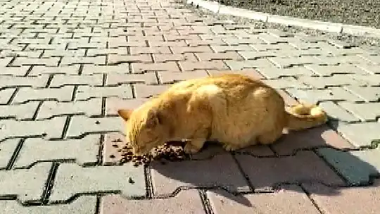 Sakin Şehir Köyceğiz'de Limon isimli kedi müzik derslerinin vazgeçilmezi oldu