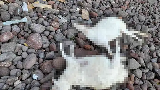 Saldırıdan kaçan ölü koyunlar sahile vurdu