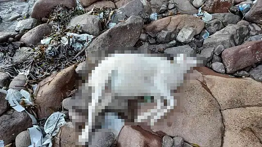 Saldırıdan kaçan ölü koyunlar sahile vurdu