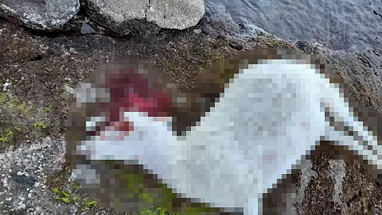 Saldırıdan kaçan ölü koyunlar sahile vurdu