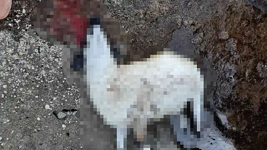 Saldırıdan kaçan ölü koyunlar sahile vurdu