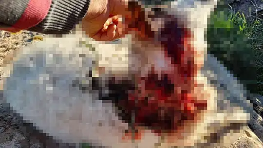 Saldırıdan kaçan ölü koyunlar sahile vurdu