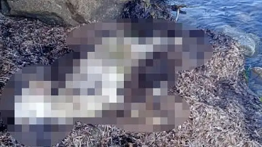 Saldırıdan kaçan ölü koyunlar sahile vurdu