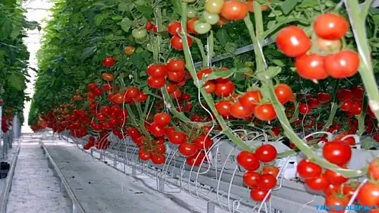 ÜRETİCİLERİN DİKKATİNE  ÇKS BAŞVURULARI BAŞLADI!