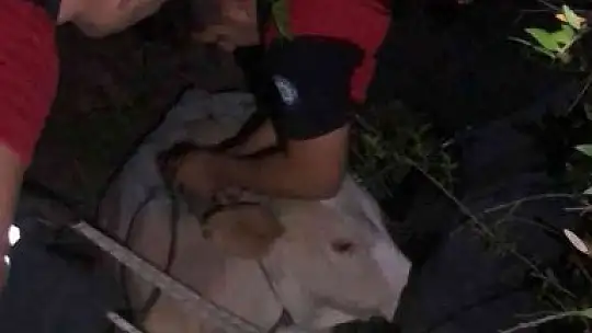 Seydikemer'de çukurda mahsur kalan inek kurtarıldı