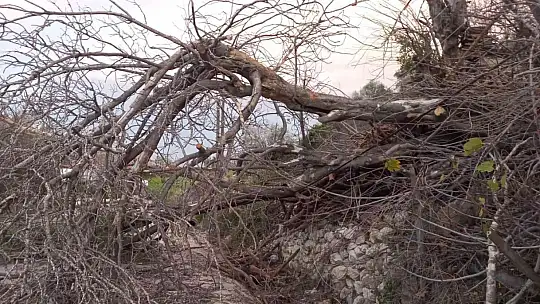 FIRTINA BODRUM'DA AĞAÇLARI DEVİRDİ