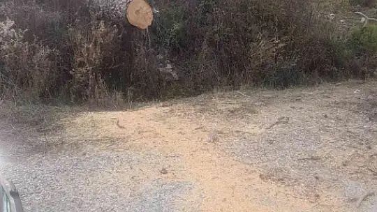 FIRTINA BODRUM'DA AĞAÇLARI DEVİRDİ