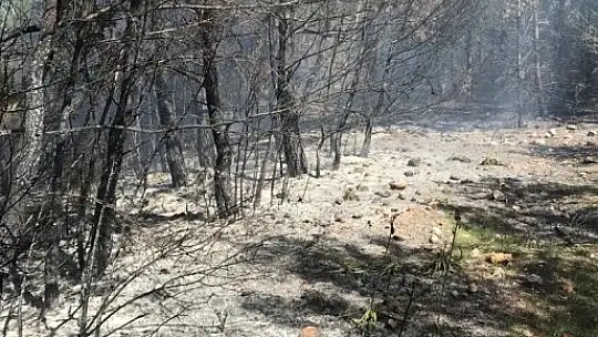 Seydikemer'de orman yangını