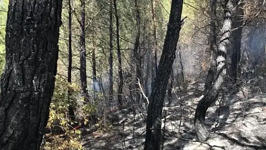 Seydikemer'de orman yangını