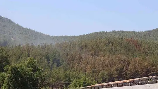 Seydikemer'deki orman yangını söndürüldü