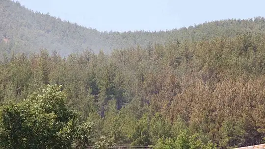 Seydikemer'deki orman yangını söndürüldü