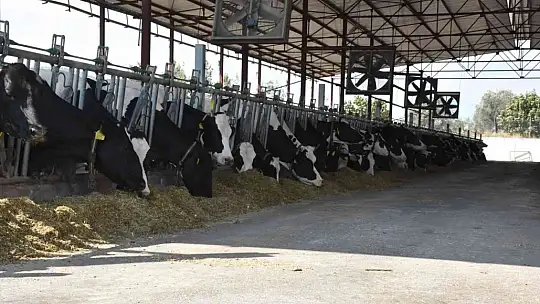 Seydikemer Süt Sığırcılığı Organize Sanayi Bölgesi onaylandı