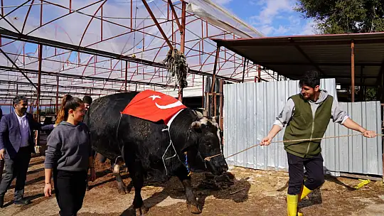 KARKAS AĞIRLIĞI 933,5 KİLOGRAM GELEN 'ARAP' TÜRKİYE REKORUNU KIRDI