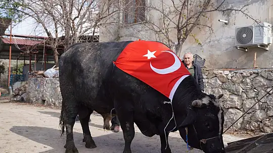 KARKAS AĞIRLIĞI 933,5 KİLOGRAM GELEN 'ARAP' TÜRKİYE REKORUNU KIRDI