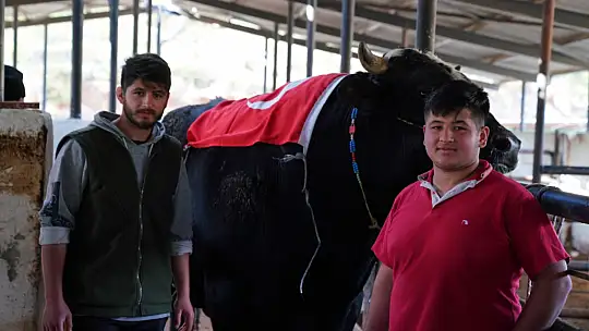 KARKAS AĞIRLIĞI 933,5 KİLOGRAM GELEN 'ARAP' TÜRKİYE REKORUNU KIRDI