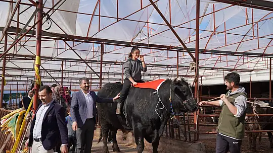 KARKAS AĞIRLIĞI 933,5 KİLOGRAM GELEN 'ARAP' TÜRKİYE REKORUNU KIRDI