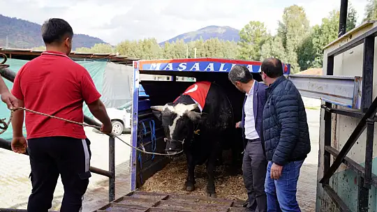 KARKAS AĞIRLIĞI 933,5 KİLOGRAM GELEN 'ARAP' TÜRKİYE REKORUNU KIRDI