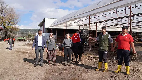 KARKAS AĞIRLIĞI 933,5 KİLOGRAM GELEN 'ARAP' TÜRKİYE REKORUNU KIRDI