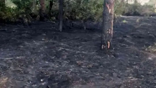 Sigara izmariti ormanı yakıyordu